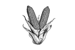 Two sweetcorn hand drawing sketch vintage engraving vector illustration.