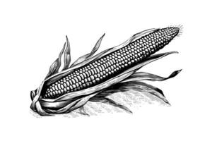 Corn hand drawing sketch vintage engraving vector illustration.