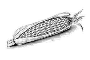 Corn hand drawing sketch vintage engraving vector illustration.