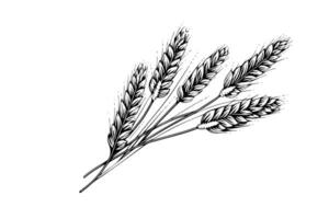 Wheat bread ears cereal crop sketch engraving style vector illustration.