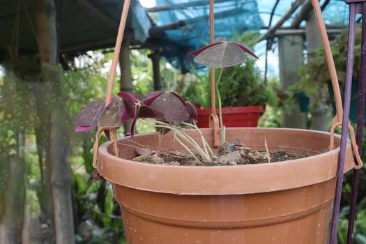 Oxalis triangularis tree on hanging pot on farm photo