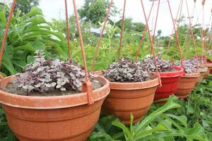 Callisia tree on hanging pot in farm photo