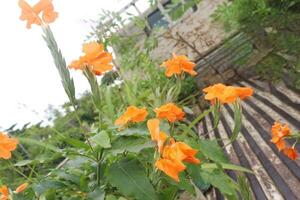 crossandra flower tree on farm photo