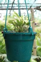 Devil's ivy leaf plant on hanging pot in farm photo