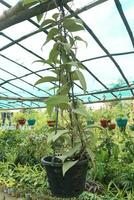 Hoya carnosa tree on hanging pot photo