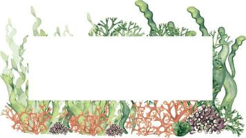 marco de vistoso mar plantas acuarela ilustración aislado en blanco. laminaria algas marinas, coral, palmata mano dibujado. diseño elemento para paquete, etiqueta, letrero, tarjeta, plantilla, marina colección vector