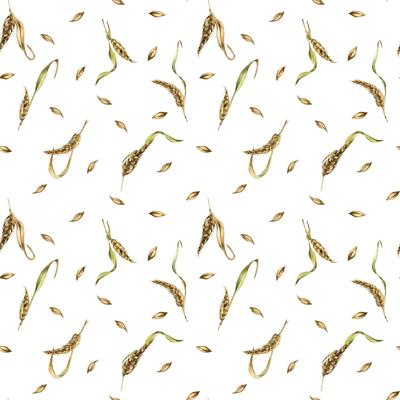 Wheat ear, barley watercolor seamless pattern on white background. Spikelet of rye, malt stalk hand drawn. Design element for textile, wrapping, packaging, label grocery, bakery, paper