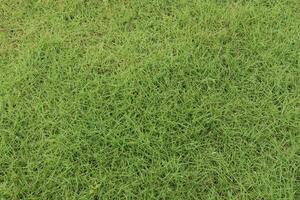 grass field for any background use photo