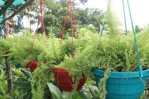 nefrolepis cordifolia tubérculo escalera helecho árbol en colgando maceta foto