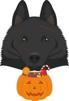 Halloween greeting card. Schipperke dog with several scars over his face and a pumpkin with candies in the mouth vector