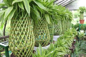 Lucky Bamboo Braided Tower plant on farm photo