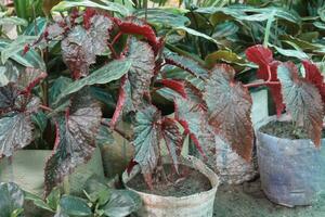 Angel wing Begonia leaf plant on farm photo