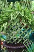 Lucky Bamboo Braided Tower plant on farm photo