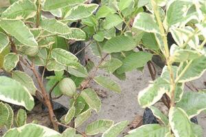 Variegated Guava on tree in farm photo