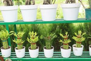 Lucky Bamboo Braided Tower plant on farm photo