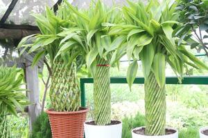 Lucky Bamboo Braided Tower plant on farm photo