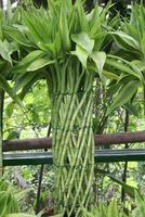 Lucky Bamboo Braided Tower plant on farm photo