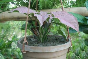 Arrowhead plant leaf plant on hanging pot in farm photo