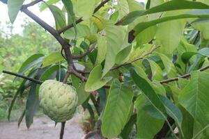 Custard Apple on tree in farm photo