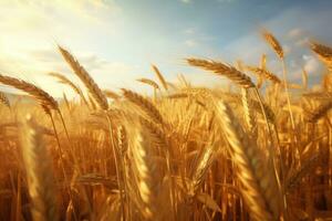 campo de trigo, con maduro orejas balanceo en el verano viento. foto