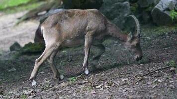 Video of Siberian Ibex in zoo