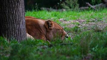 video van leeuw in dierentuin