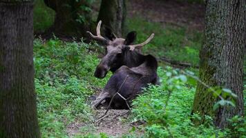 video di alce americano nel zoo