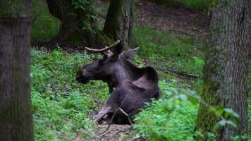 Video of Moose in zoo