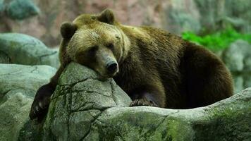 Video of Kamchatka brown bear