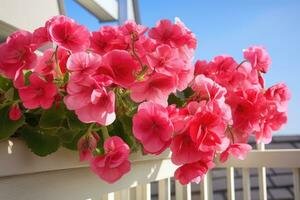 Pink pelargonium flowers growing on balcony. photo