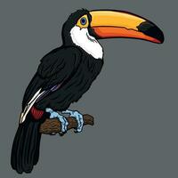 Illustration of Toucan on branch vector