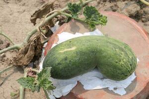 Cucumis melo fruit on farm photo