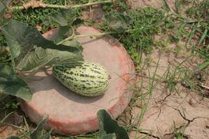 Cucumis melo fruit on farm photo