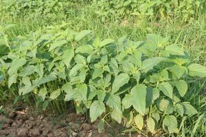 Sesamum tree plant on farm photo