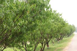 cinnamomum osmofloeo especia árbol planta foto