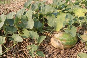 Cucumis melo fruit on farm photo