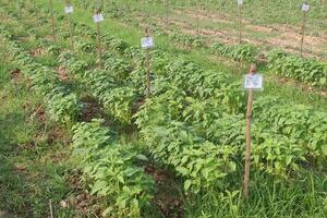 Sesamum tree plant on farm photo