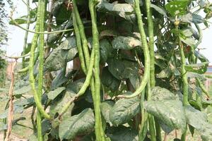 Phaseolus vulgaris on tree in farm photo