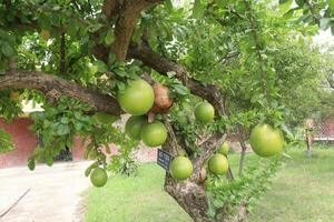 Calabash tree with fruit on garden for flower need photo