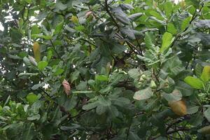 ripe cashew apple with Nut on tree in farm photo