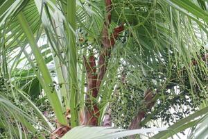 Anahaw tree plant on garden photo