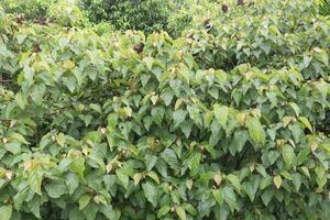 Achiote tree plant on farm for harvest are cash crops photo