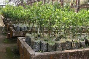 lemon tree plant on farm photo