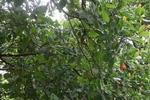 ripe cashew apple with Nut on tree in farm photo