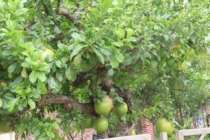 Calabash tree with fruit on garden for flower need photo