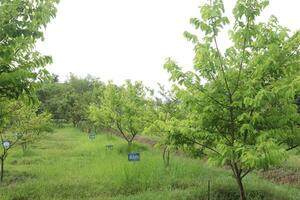 Asimina triloba tree also called Pawpaw on farm photo