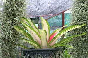 neoregelia carolinae hoja planta en colgando maceta foto