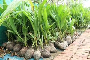 coconut tree on farm for harvest photo