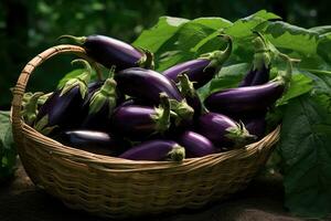 Fresh raw purple eggplant in a wicker basket photo