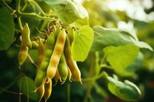 Healthy green beans hanging on a bean plant in kitchen garden on a crop bed photo